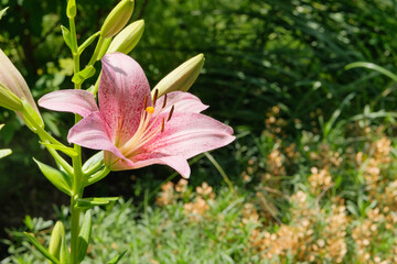 Purple Lilies. Lilies is blooming. Landscape plant. Nature floral background.