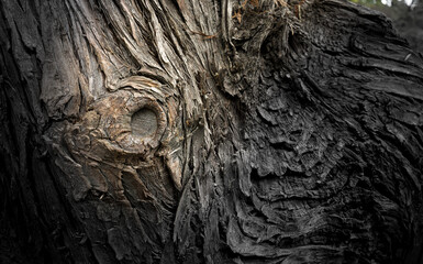 Tree bark nature
