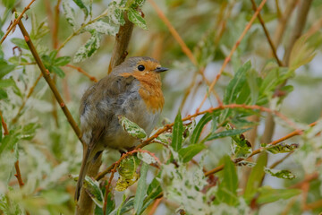Close-up of a Robin perching on a branch