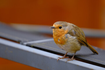Robin on a metal bench