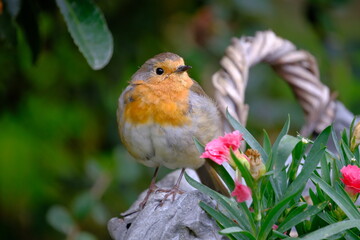 Robin bird