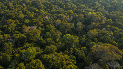 Peruvian Amazon rainforests, aerial photos taken with drone of the Amazon, biodiverse forests, with...