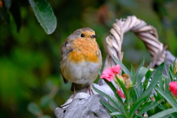 Robin around a pink flowers