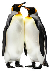 Obraz premium PNG Emperor penguins standing together