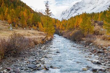 Scenic Autumn landscape with river or creek running throught orange yellow larch forest in switzerland, loetschental