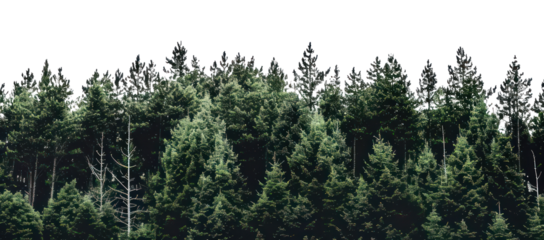 PNG Lush green forest trees