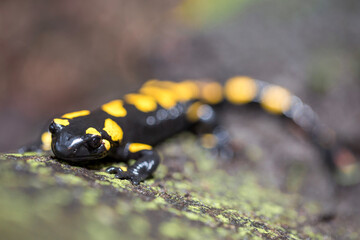 Salamandra