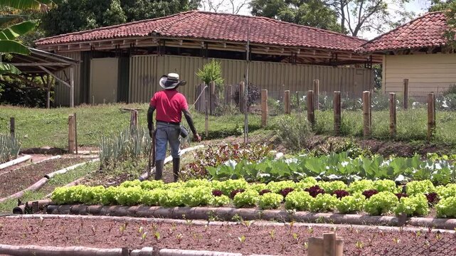 campesino cuidando su huerta de lechuga en el campo
