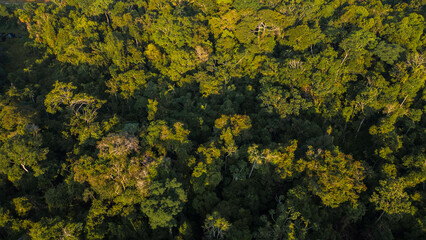 Peruvian Amazon rainforests, aerial photos taken with drone of the Amazon, biodiverse forests, with a large number of trees