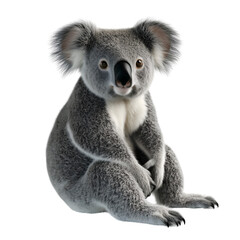 Fototapeta premium koala isolated on transparent background Generative Ai.