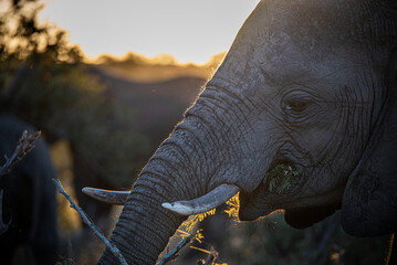 Elephant at sunset