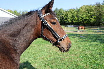 Obraz premium horse in the field