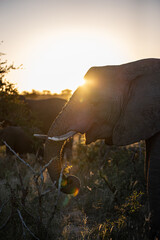 Elephant at sunset