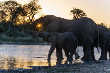 Elephant at sunset