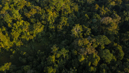 Peruvian Amazon rainforests, aerial photos taken with drone of the Amazon, biodiverse forests, with...