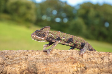 The veiled chameleon (Chamaeleo calyptratus)
