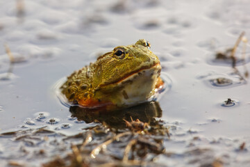 African bullfrog is carnivorous and a voracious eater, eating insects, small rodents, reptiles, small birds, and other amphibians. It is also a cannibalistic species.