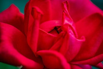 Close up on a red rose