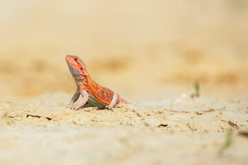 Closeup of a Bearded Dragon (Pogona vitticeps), re native to Australia. Both the scientific and the...