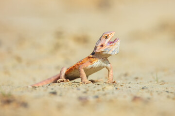Closeup of a Bearded Dragon (Pogona vitticeps), re native to Australia. Both the scientific and the common name of the Bearded Dragon refer to the spiny “beard” .