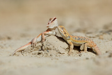 Closeup of a Bearded Dragon (Pogona vitticeps), re native to Australia. Both the scientific and the common name of the Bearded Dragon refer to the spiny “beard” .