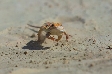 Running a Bearded Dragon (Pogona vitticeps).