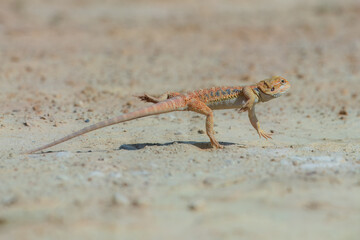 Running a Bearded Dragon (Pogona vitticeps).