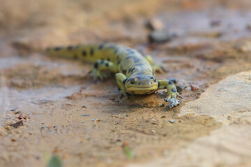Sonoran tiger salamander (Ambystoma mavortium stebbinsi) Found only in the Huachuca and Patagonia Mountains of southeast Arizona, the Sonoran tiger salamander is highly variable in coloration