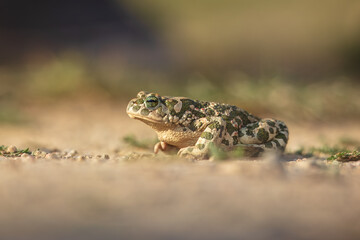Close-up The European green toad (Bufotes viridis) in a natural habitat