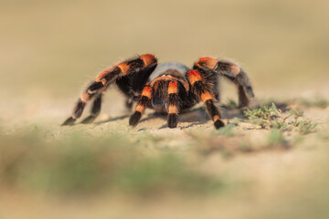 Rachypelma auratum (also called Mexican flame knee) is a tarantula endemic to the regions of Guerrero and Michoacán in Mexico.