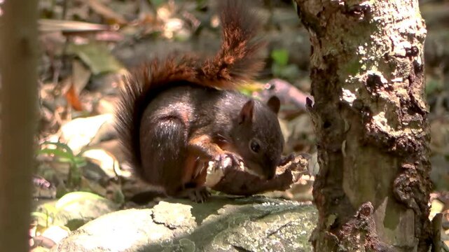 Ardilla comiendo en el bosque