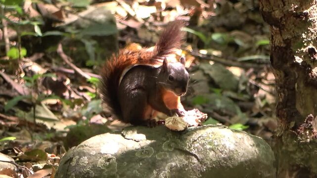 Ardilla comiendo en el bosque
