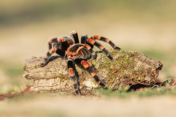 Fototapeta premium Rachypelma auratum (also called Mexican flame knee) is a tarantula endemic to the regions of Guerrero and Michoacán in Mexico.