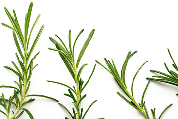 Obraz premium fresh rosemary isolated on white