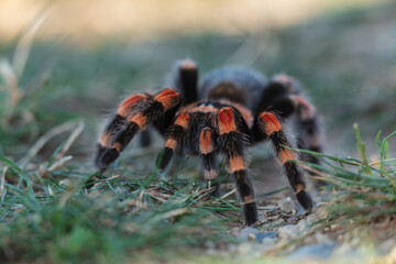 Rachypelma auratum (also called Mexican flame knee) is a tarantula endemic to the regions of Guerrero and Michoacán in Mexico.
