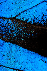 Abstract blue black background. Macro shot of butterfly&rsquo;s wing