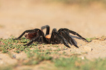 Golden Red Rump Tarantula (Brachypelma albiceps) Brachypelma albiceps is a species of spider in the tarantula family, Theraphosidae. It is known as the Mexican golden red rump tarantula.
