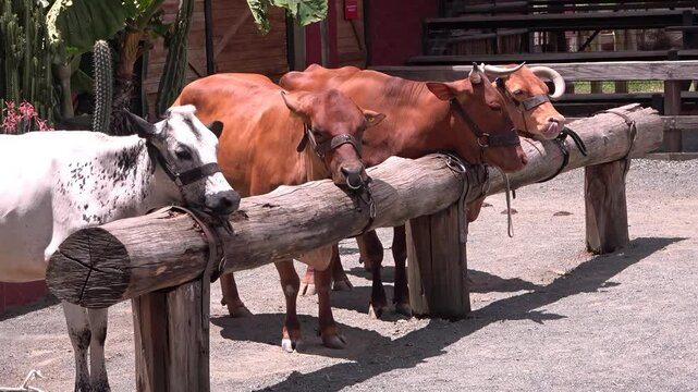 equinos, de exhibici&oacute;n en establo, vaca 