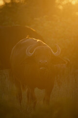 Cape buffalo