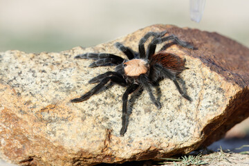 Golden Red Rump Tarantula (Brachypelma albiceps) Brachypelma albiceps is a species of spider in the tarantula family, Theraphosidae. It is known as the Mexican golden red rump tarantula.