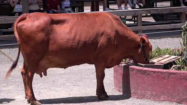 equinos, de exhibici&oacute;n en establo, vaca 