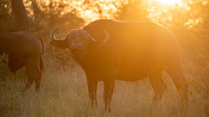 Cape buffalo