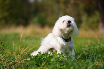 White Maltese is posing in forest during sunny day