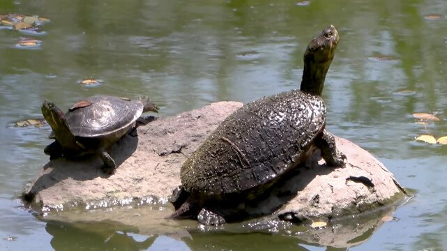 Tortuga adulta y una cr&iacute;a tomando el sol sobre una piedra en medio de un estanque.