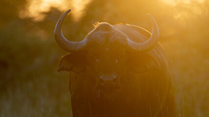 Cape buffalo