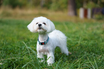 White Maltese is posing in forest during sunny day
