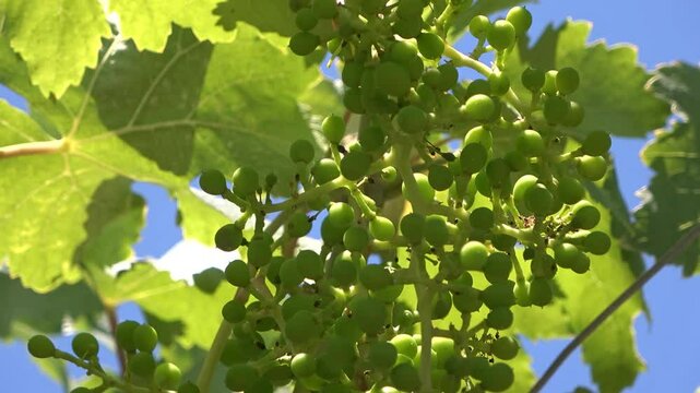 Racimo de uvas bebes