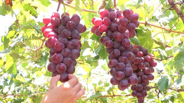 mano tomando una uva del racimo de uvas colgando de su rama