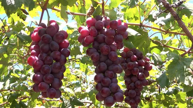 racimo de uvas colgando de su rama