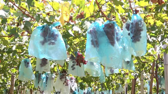 racimo de uvas cubierta con bolsas azules